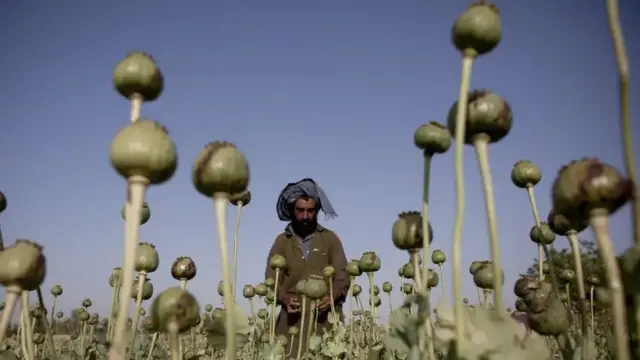 رجل في حقل خشخاش