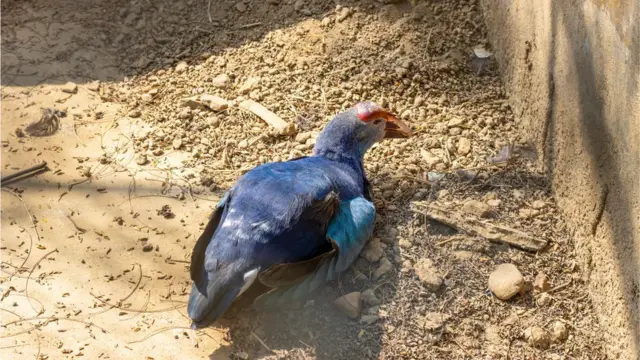 বেগুনি-কালেম