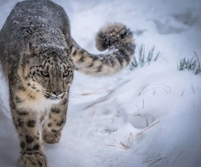 Тәжіктердің сиқырларын қайдан сорып алады? Секс-жұмыскер клиентті ұрып жіберген.