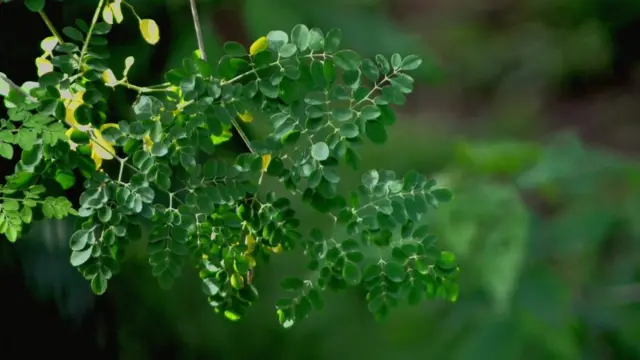 முருங்கை