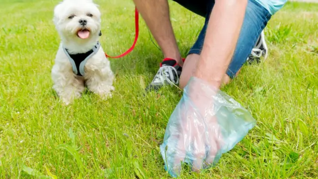 Когда подбираете экскременты за своей собакой, подумайте о том, какие большие деньги вертятся в какашечьем бизнесе