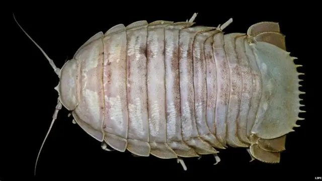 દરિયાઈ વાંધાની તસવીર