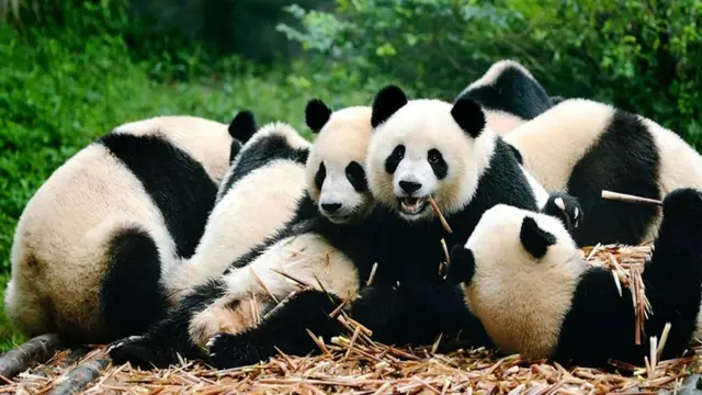 செங்குடு, சீனா