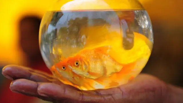 கண்ணாடிக் குடுவையில் தங்க மீன்கள்.