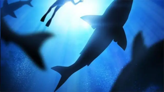 鲨鱼