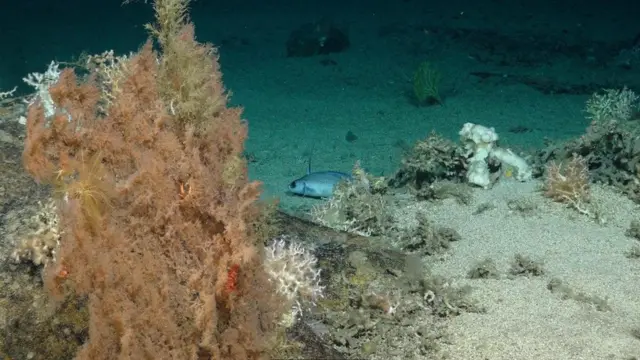 حماية الشعاب المرجانية في المملكة المتحدة