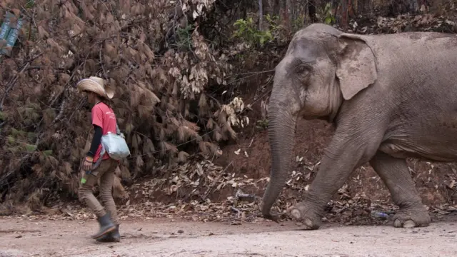 ช้างบ้านกลับถิ่น