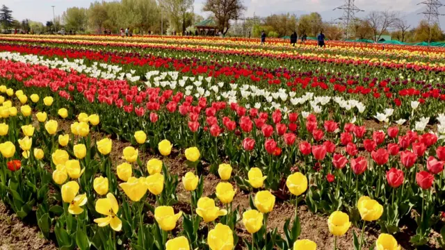 ట్యులిప్ గార్డెన్