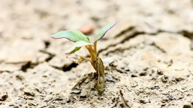 பூமியின் பழங்கால உயிரிகள்