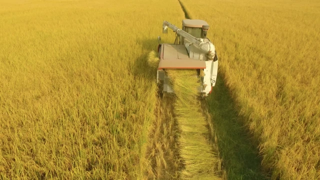 گوجرانوالہ، سموگ، پنجاب، چاول، خواتین