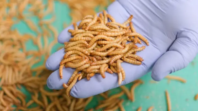 D'autres aliments ayant un problème d'image, comme le homard, ont surmonté le dédain populaire pour devenir à la mode.