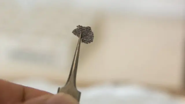 Fragmento del fósil de Dickinsonia