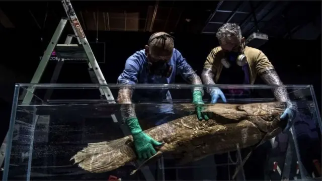 Wafanyakazi wakimuingiza coelacanth ndani eneo la maonyesho