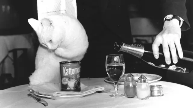 Кіт Артур ІІ