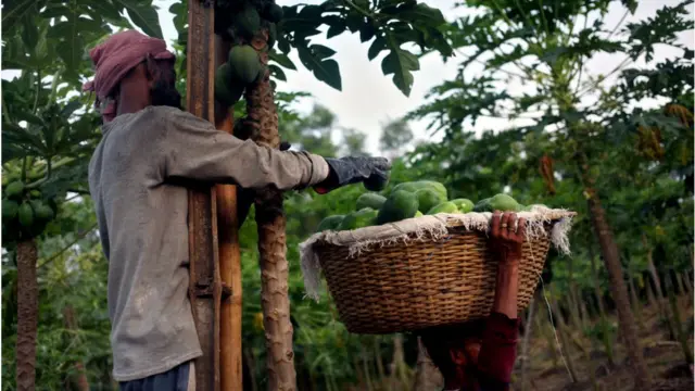 পেঁপে চাষ