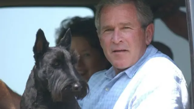 Жорж Буштун кичүүсү