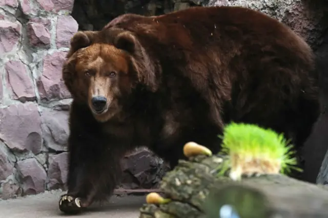 莫斯科动物园（2020年3月6日）