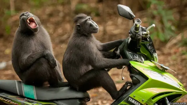 ਮੋਟਰ ਸਾਈਕਲ 'ਤੇ ਬੰਦਰ, ਕੈਟੀ ਲਾਵੇਕ ਫੋਸਟਰ