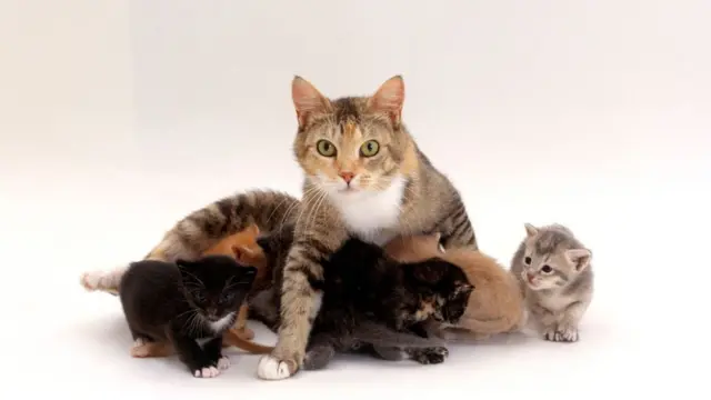 стать дитини