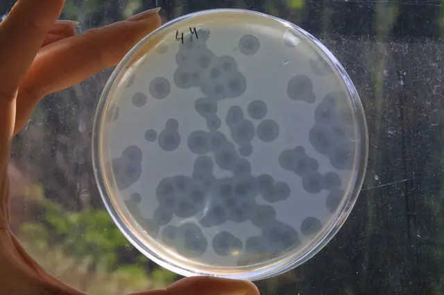 Tratamiento de fagos.