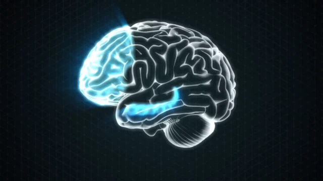Ilustración del cerebro humano