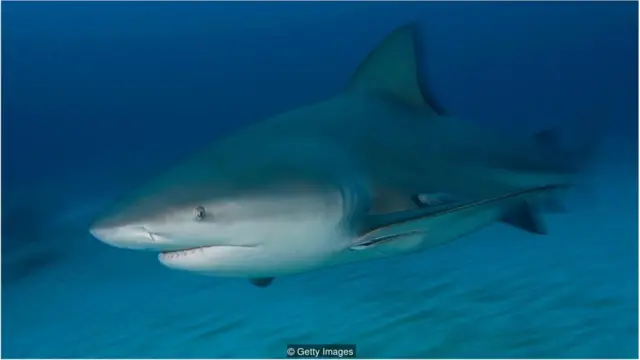 शार्क मछली