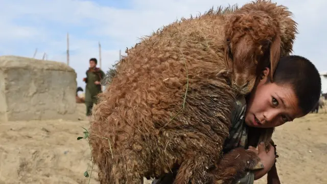 طفل يحمل خروفا