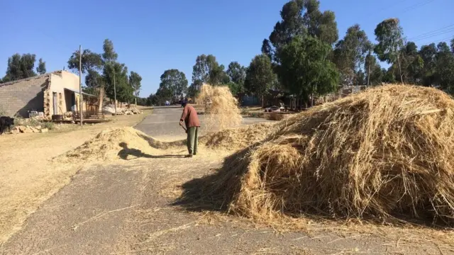 ዛላምበሳ ኣብ ጽርጊያ ዓውዲ ዘኽይድ ሓረስታይ