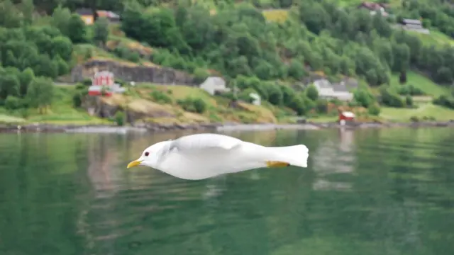 Чайка в полете