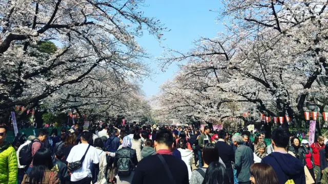 bunga sakura di Jepang