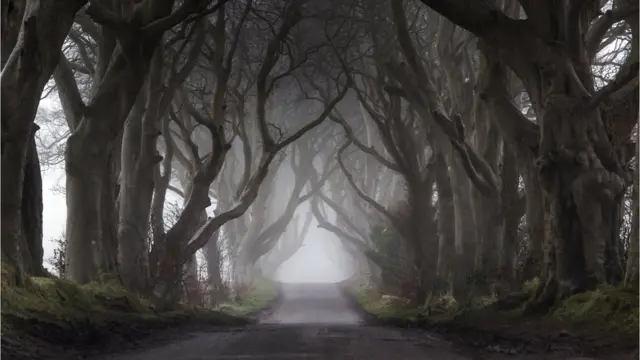 Буковая аллея в тумане