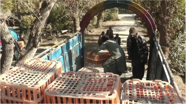 چکور