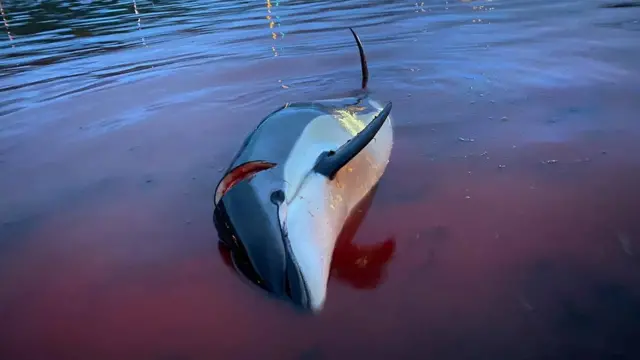 Delfines en Islas Feroe.