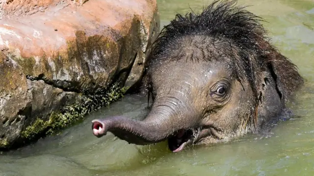 слоненок в зоопарке Лейпцига