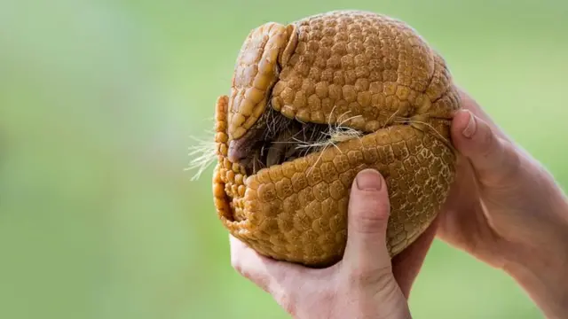 Броненосцы тоже не всегда круглы