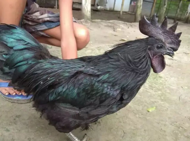 কালো মুরগি