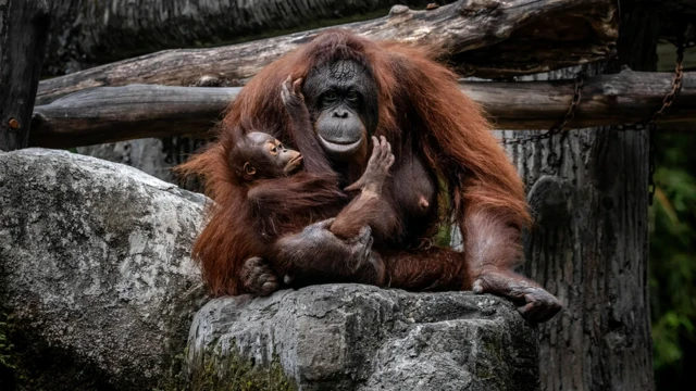 Наши ближайшие родичи орангутаны - приверженцы индивидуального воспитания