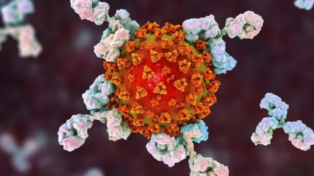 Monoklonal antikorlar virüse saldırarak onu yavaşlatıyor ve daha görünür kılıyorlar