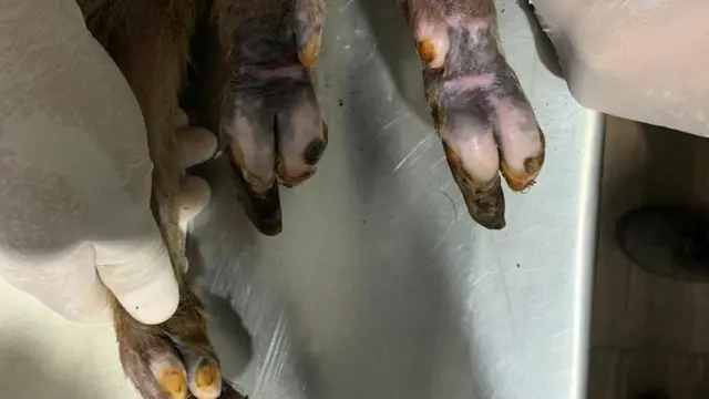 Benta, bebê queixada, com patas praticamente recuperadas