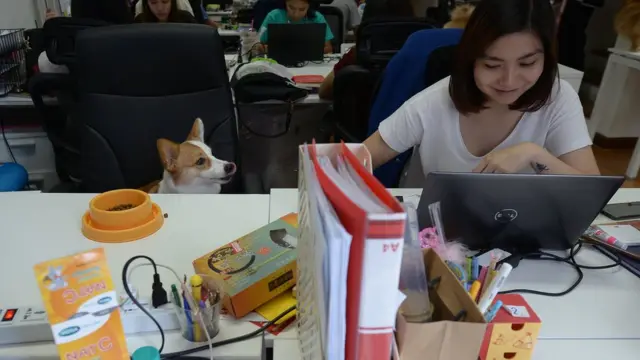 สุนัขนั่งประจำที่ เพื่อรออาหารจากเจ้านาย