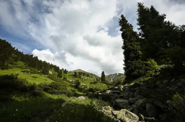 过去，哈萨克斯坦天山山脉的丘陵地带漫山遍野都是新疆野苹果。