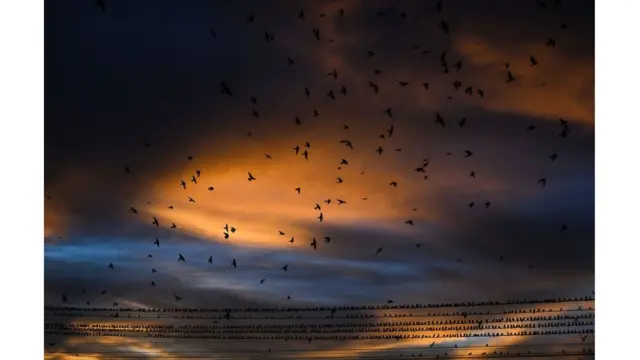 طيور سنونو على خطوط الطاقة الكهربائية