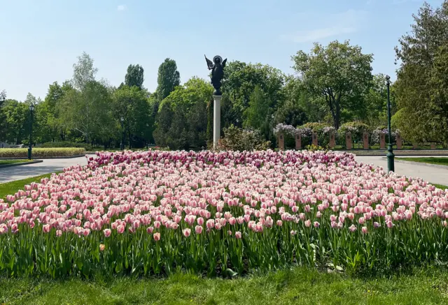 Цветущие тюльпаны в парке в центре Харькова, май 2022 года