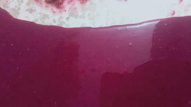 Au Mexique et en Amérique centrale, les populations indigènes utilisent une méthode très différente pour teindre le Murex : elles frottent directement les escargots vivants sur le tissu.