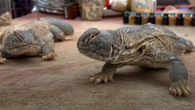 सांडे का तेल