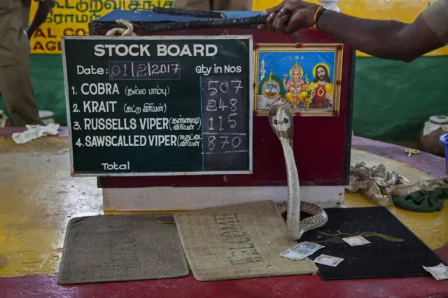 合作社的农场内有超过850条毒蛇。