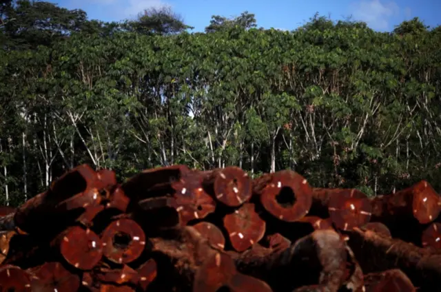 Floresta amazonica com madeiras cortadas