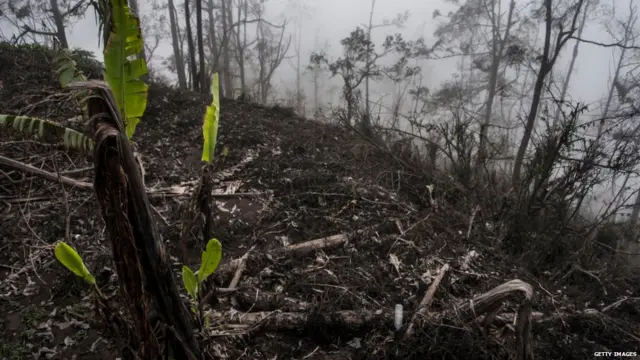 ਕੇਲੇ ਦਾ ਮੁੱਢ