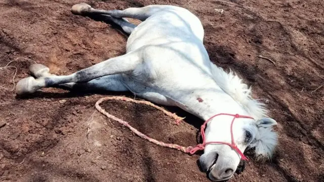 กาฬโรคแอฟริกาในม้า