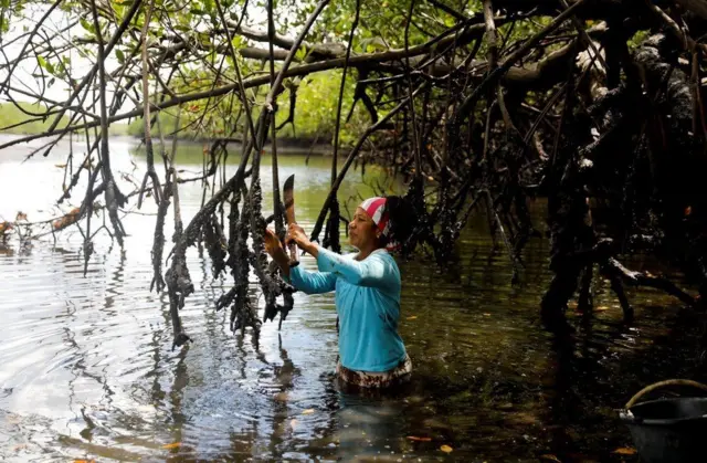 فانديكا زوجة الصياد خوسيه تجمع المحار